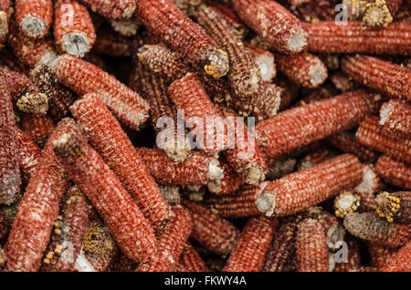 Essiccato di pannocchie di granoturco sgusciati dopo i chicchi di mais prelevati dalla macchina Foto Stock