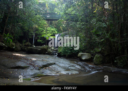 La cascata di Buderim nel parco della foresta pluviale di Buderim a Buderim in Queensland, Australia Foto Stock