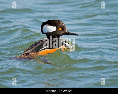 Con cappuccio maschio Merganser Duck Foto Stock