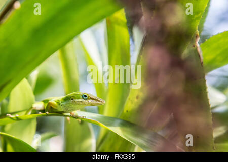 Un verde Anole lizard al Progetto Eden Foto Stock