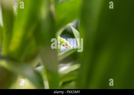 Un verde Anole lizard al Progetto Eden Foto Stock