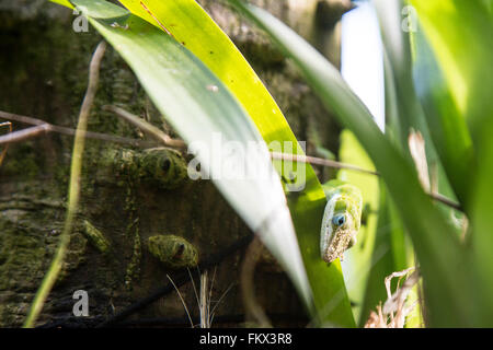 Un verde Anole lizard al Progetto Eden Foto Stock