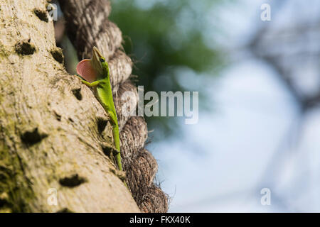 Un verde Anole lizard al Progetto Eden Foto Stock