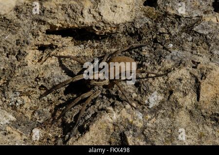 Wolfspider (Hogna radiata) femmina (corpo : 3 cm) Provence - Francia Foto Stock