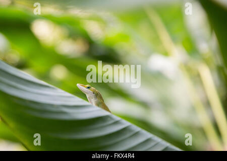 Un verde Anole lizard al Progetto Eden Foto Stock