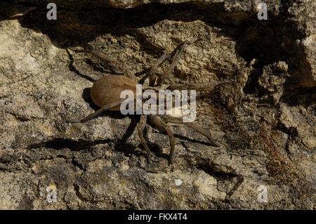 Wolfspider (Hogna radiata) femmina (corpo : 3 cm) Provence - Francia Foto Stock