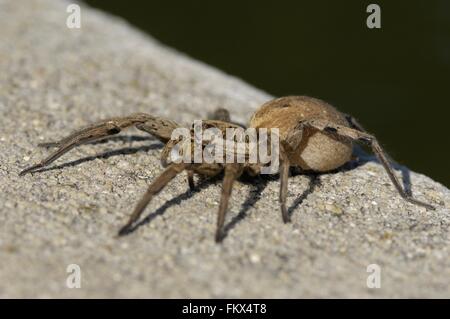 Wolfspider (Hogna radiata) femmina (corpo : 3 cm) Provence - Francia Foto Stock