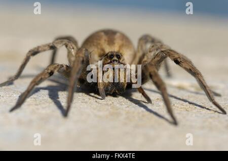 Wolfspider (Hogna radiata) femmina (corpo : 3 cm) Provence - Francia Foto Stock