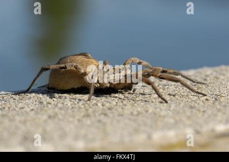 Wolfspider (Hogna radiata) femmina (corpo : 3 cm) Provence - Francia Foto Stock