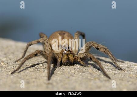 Wolfspider (Hogna radiata) femmina (corpo : 3 cm) Provence - Francia Foto Stock