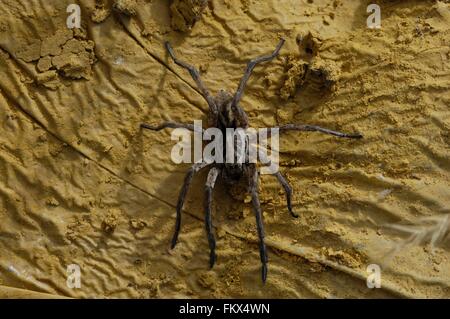 Wolfspider (Hogna radiata) femmina (corpo : 2,5 cm) Provence - Francia Foto Stock