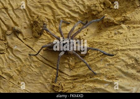 Wolfspider (Hogna radiata) femmina (corpo : 2,5 cm) Provence - Francia Foto Stock