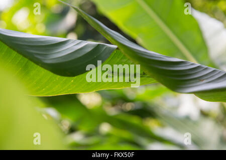 Un verde Anole lizard al Progetto Eden Foto Stock