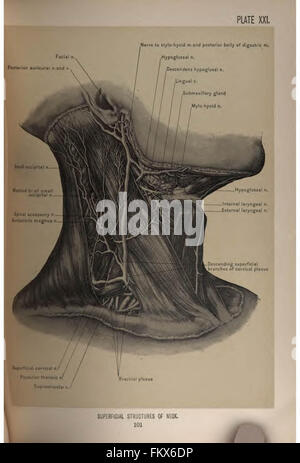 Anatomia chirurgica della testa e del collo da Deaver, John B. (John Blair), 1855-1931 Foto Stock