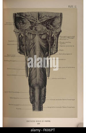 Anatomia chirurgica della testa e del collo da Deaver, John B. (John Blair), 1855-1931 Foto Stock