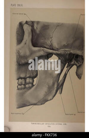 Anatomia chirurgica della testa e del collo da Deaver, John B. (John Blair), 1855-1931 Foto Stock