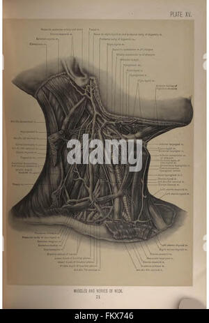 Anatomia chirurgica della testa e del collo da Deaver, John B. (John Blair), 1855-1931 Foto Stock