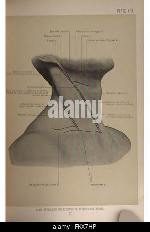 Anatomia chirurgica della testa e del collo da Deaver, John B. (John Blair), 1855-1931 Foto Stock