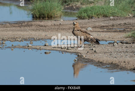 Bruno eagle (Aquila rapax). L'uccello trascorso qualche tempo in acqua, talvolta bere ma anche apparentemente foraggio. Foto Stock