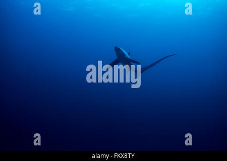 La trebbiatrice shark visto dal di sotto con la superficie dettaglio. monad shoal, Filippine. novembre Foto Stock
