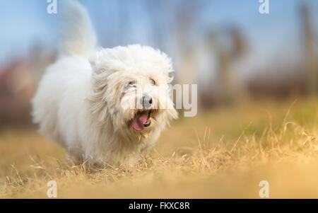 Bianco dal pelo lungo cane in run - Coton de Tulear Foto Stock