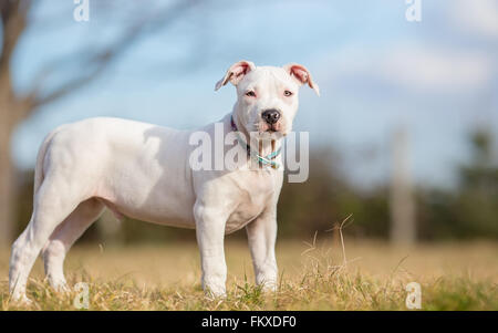 Bianco American Staffordshire terrier cucciolo in piedi sull'erba Foto Stock