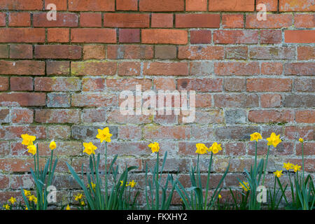 Daffodil fiori contro un vecchio muro di mattoni. Oxfordshire, Inghilterra Foto Stock