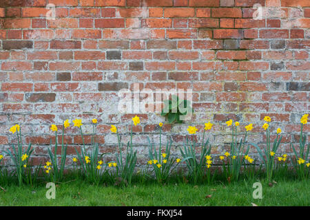 Daffodil fiori contro un vecchio muro di mattoni. Oxfordshire, Inghilterra Foto Stock