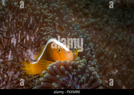 Orange anemonefish {Amphiprion sandaracinos} in un rapporto di simbiosi con un Merten tappeto dell'anemone marittimo {Sticodactila merte Foto Stock