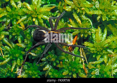 Raft spider / Gesù Spider (Dolomedes fimbriatus / Araneus fimbriatus) femmina su moss in bog Foto Stock