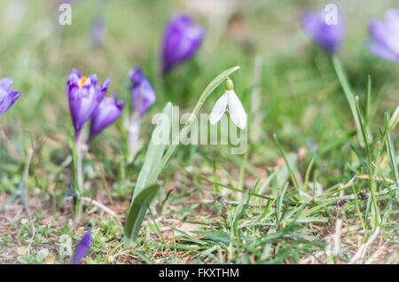 Snowdrop e fiore Crocus con DOF poco profondo del campo in primavera. Bella e composizione creativa di un gruppo di viola crocus e snowdrop Foto Stock