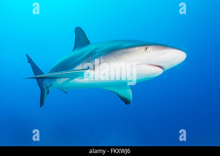 Grey Reef shark nuoto verso la telecamera in Bahamas. Dicembre Foto Stock