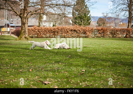 I cani in esecuzione e che si divertono sull'erba verde nel Parco di primavera Foto Stock