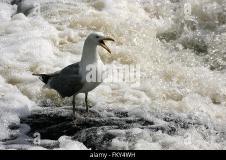 Squawking seagull in acqua vorticoso Foto Stock