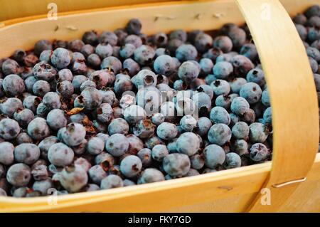 Cestini di mirtilli selvatici in un mercato degli agricoltori Foto Stock