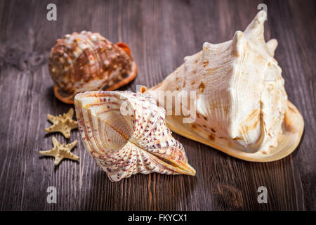 Gli oggetti del mare - gusci, stelle di mare sul legno scuro dello sfondo. Foto Stock