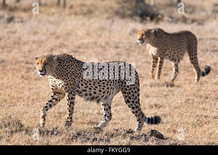 Ghepardo (Acinonyx jubatus) a piedi attraverso erba secca, Ol Pejeta Conservancy, Kenya Foto Stock