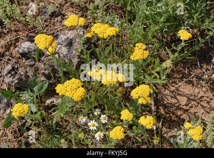 Yarrow (Achillea filipendulina), Van Provincia, Anatolia Orientale Regione, Anatolia, Turchia Foto Stock