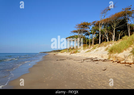 Vento-alberi piegati sulla spiaggia occidentale, Darß, Western Pomerania Area Laguna National Park, Meclemburgo-Pomerania, Germania Foto Stock