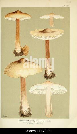 Le illustrazioni della British funghi Hymenomycetes), per servire come un atlante per il Handbook of British funghi (Pl. 143) Foto Stock