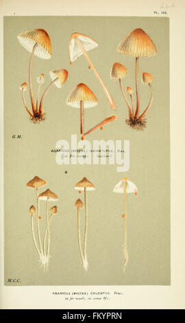 Le illustrazioni della British funghi Hymenomycetes), per servire come un atlante per il Handbook of British funghi (Pl. 162) Foto Stock