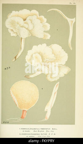 Le illustrazioni della British funghi Hymenomycetes), per servire come un atlante per il Handbook of British funghi (Pl. 178) Foto Stock