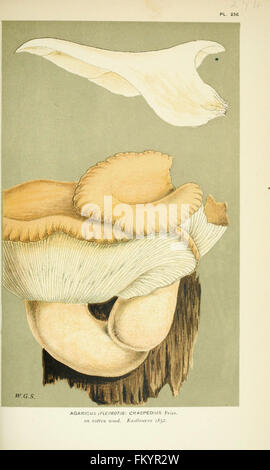Le illustrazioni della British funghi Hymenomycetes), per servire come un atlante per il Handbook of British funghi (Pl. 256) Foto Stock