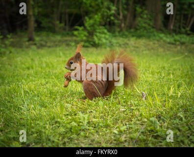 Uno scoiattolo rosso in un parco Foto Stock
