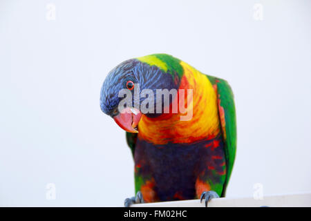 Rainbow Lorikeet Foto Stock