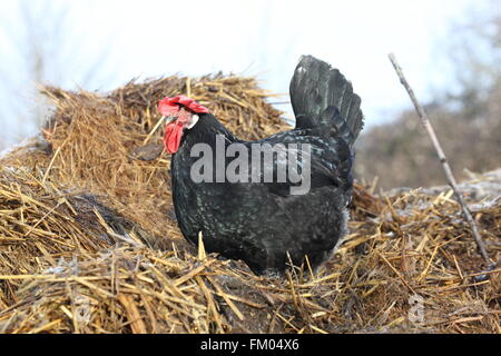 Gallina nero lateralmente sulla fotocamera,seduto su una cannuccia muck mucchio,fowl,addomesticati Foto Stock