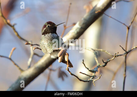 Maschio di Anna Hummingbird seduto su un ramo Foto Stock