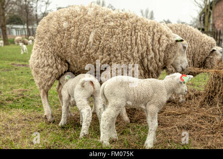 Tempo di primavera in Olanda: nuovo-agnelli nati in una fattoria a Wassenaar, South Holland, Paesi Bassi. Foto Stock