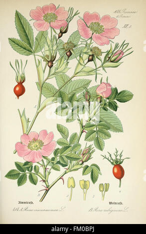 La targa 414 di "Flora von Deutschland, Österreich und der Schweiz" del Prof. Dr. Thomé presenta una dettagliata illustrazione botanica di piante provenienti da Germania, Austria e Svizzera, finalizzata all'uso educativo. Foto Stock