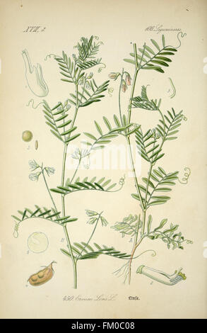 Un'illustrazione del Prof. Dr. Thomé *Flora von Deutschland, Österreich und der Schweiz*, che fornisce una conoscenza botanica dettagliata della flora della Germania, dell'Austria e della Svizzera. L'opera comprende sia descrizioni scritte che illustrazioni di Walter Müller. Foto Stock